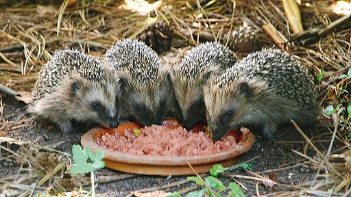 Untergewichtigen Igeln kann man auch in Freiheit helfen. Untergewichtigen Igeln kann man auch in Freiheit helfen.