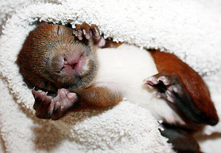Gefundenes Eichhörnchenbaby