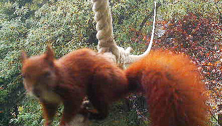Erstes Foto eines Eichhörnchens auf dem Seil.
