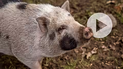 Ein Schwein mit einem Play Button