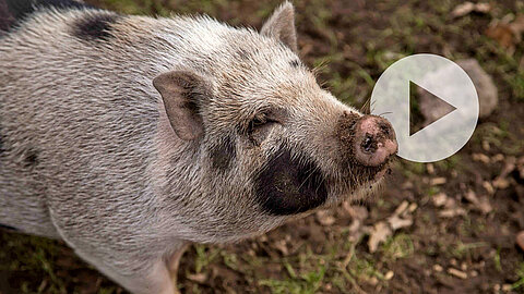 Tierschutz-Videos von aktion tier Ein Schwein mit einem Play Button