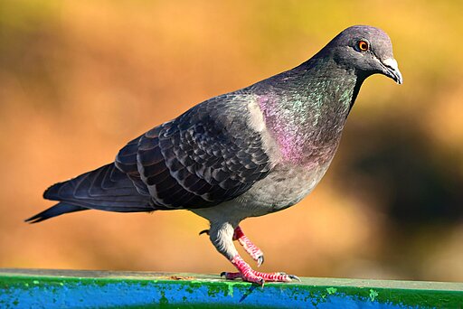 Felsentaube (Columba livia).