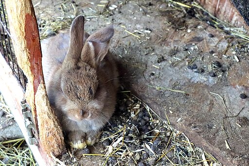 Die Haltung vieler Tiere in unhygienischen Zuständen bedeutet immer auch ein hohes Gesundheitsrisiko.