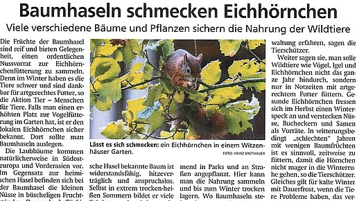 6.10.2023 | Hessische Allgemeine | Baumhaseln schmecken Eichhörnchen