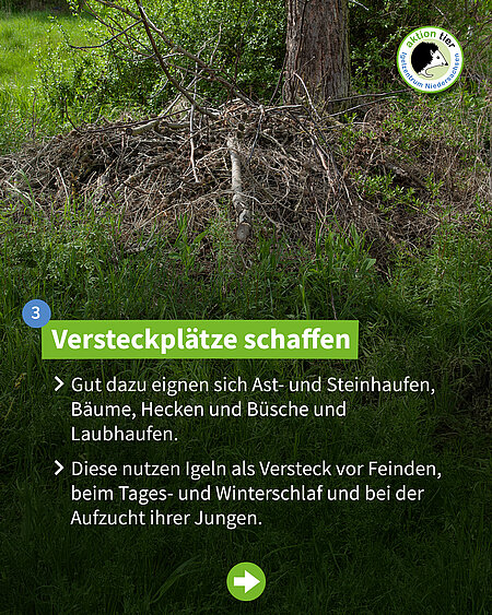 Versteckplätze schaffen: Gut dazu eignen sich Ast- und Steinhaufen, Bäume, Hecken und Büsche und Laubhaufen. Diese nutzen Igeln als Versteck vor Feinden, beim Tages- und Winterschlaf und bei der Aufzucht ihrer Jungen.