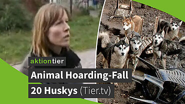 Animal Hoarding-Fall mit 20 Huskys in Brandenburg Hohengörsdorf (Tier.tv-Beitrag)