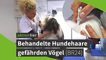 aktion tier: Insektizide fürs Fell: Behandelte Hundehaare gefährden Vögel (BR24-Beitrag) 