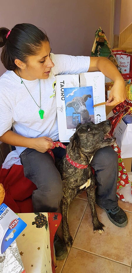 Für die Hunde unseres Tierheims gab es dank vieler Extra-Spenden auch eine kleine weihnachtliche Bescherung.