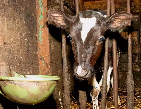 Die Käfighaltung von sogenannten Nutztieren ist leider immer noch gängige Praxis. Die Käfighaltung von sogenannten Nutztieren ist leider immer noch gängige Praxis.