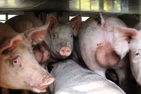 Tiertransport – Ein Umdrehen der Tiere ist kaum möglich.
