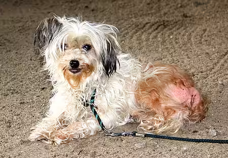 Hündin Trixie nach ihrer Aufnahme im Tierheim 