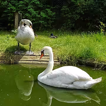 Nach zwei Monaten hatten die Schwäne sich gut erholt Nach zwei Monaten hatten die Schwäne sich gut erholt