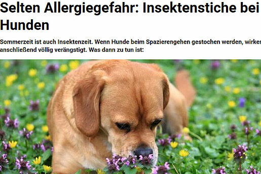 Selten Allergiegefahr: Insektenstiche bei Hunden