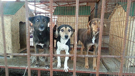 Hunde im Tierheim in Manavgat