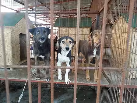 Hunde im Tierheim in Manavgat Hunde im Tierheim in Manavgat