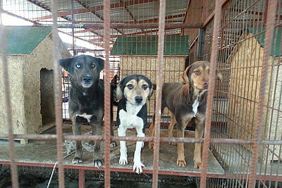 Hunde im Tierheim in Manavgat