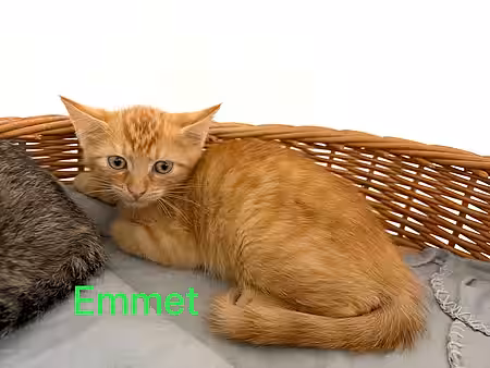 Kitten Emment Kitten Emment