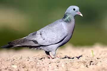Hohltaube (Columba oenas). 