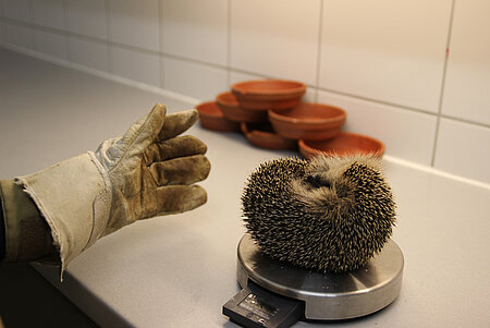 Igel wird gewogen