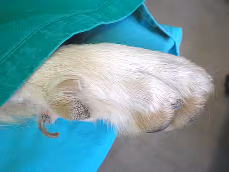 Wolfskralle beim Hund.