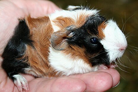 Meerschweinchen bleiben lieber auf dem Boden. Meerschweinchen bleiben lieber auf dem Boden.
