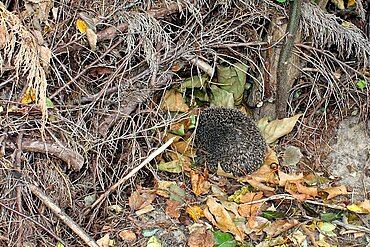 Ich habe jetzt im Winter einen Igel gefunden – Braucht er Hilfe?