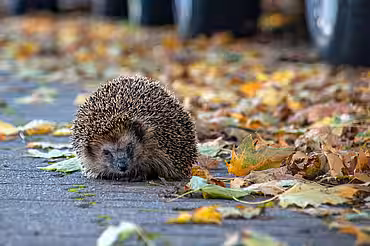 Igel rollt sich auf der Straße zusammen, Autos im Hintergrund
