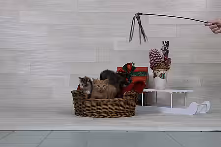 Kitten beim Weihnachtsshooting