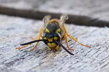 Alle echten Wespen bauen Nester aus zerkauten Cellulosefasern, also im Prinzip aus Papier. Foto: © Ursula Bauer
