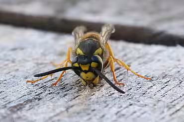 Eine Wespe verschafft sich Baumaterial für ihr Nest