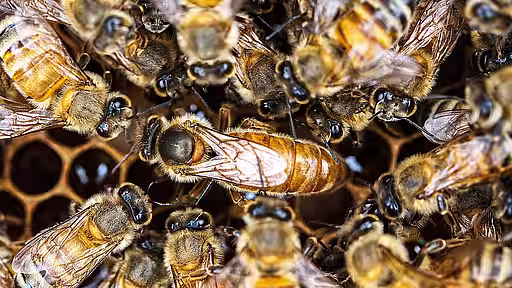 Bienenkönigin, von Arbeiterinnen umgeben. Bienenkönigin, von Arbeiterinnen umgeben.