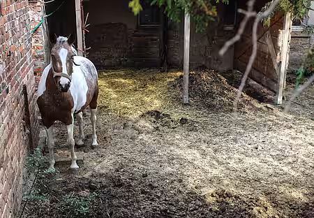 Der ohnehin kleine Auslauf ist durch die starke Verschmutzung für das Pferd kaum nutzbar.