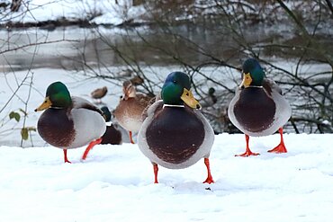 Enten im Winter