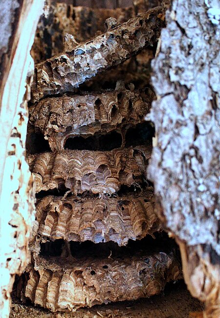 Hornissen sind eng mit Bäumen verbunden und bauen auch gerne ihre Nester in Baumhöhlen.