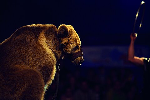 Gezähmter Bär in einem Zirkus