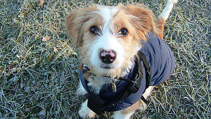 Hund Cielo