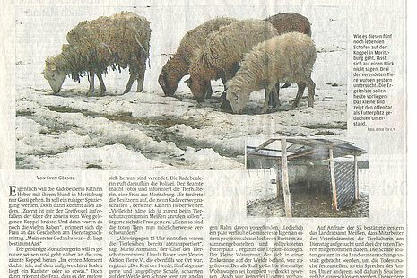 Dresdner Land | 31. Januar 2013 | "Das Schweigen der Schafe"