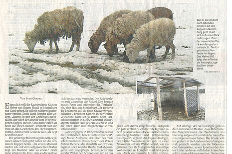 Dresdner Land | 31. Januar 2013 | "Das Schweigen der Schafe"