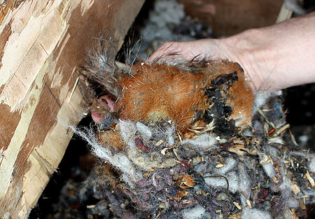 Totes, mumifiziertes Eichhörnchen.