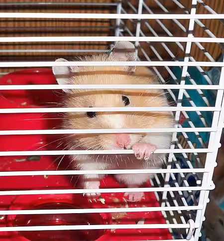 Hamster in einem Käfig
