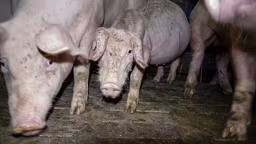 Durch den Verzicht auf Fleisch erspart man Tieren Quälerei.