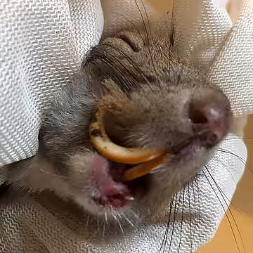 Eichhörnchen Alfred.