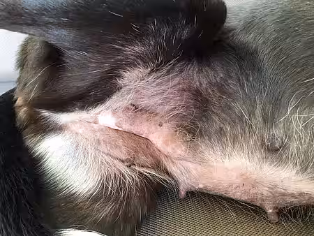 Die Milchleiste ist bei einer Scheinschwangerschaft stark geschwollen.