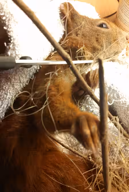 Gustav hatten wir ein paar Tage in unserer Obhut, da sein Kopf durch das zugezogene Netz sehr angeschwollen war und er hier entsprechend behandelt wurde.