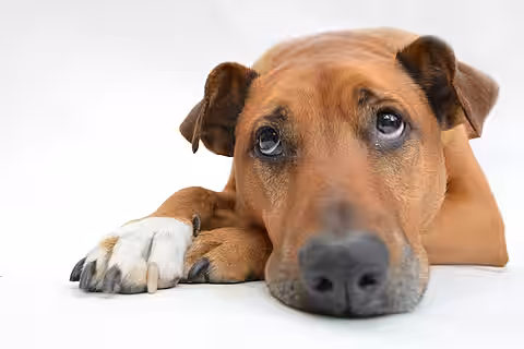 Depression beim Tier