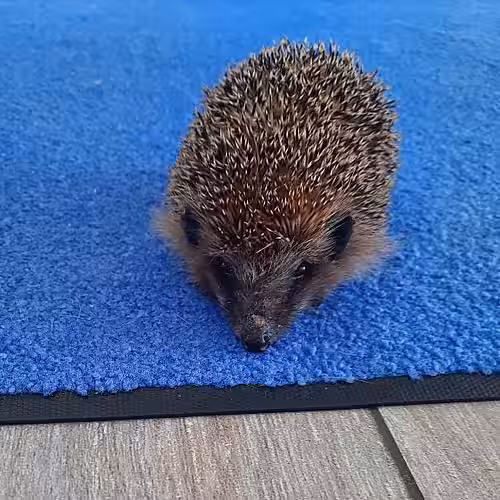 Erste Gehversuche von Igel Ilze.