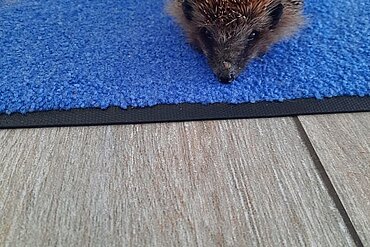 Erste Gehversuche von Igel Ilze.