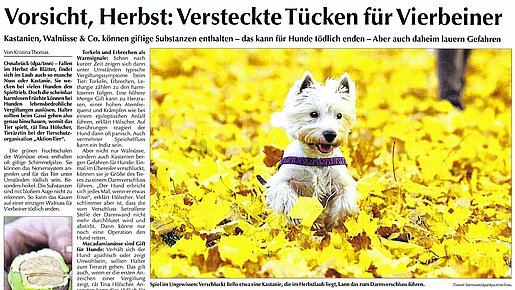 Emsland Kurier - Am Sonntag – Vorsicht Herbst: Versteckte Tücken für Vierbeiner