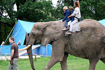 Elefantenreiten ist Tierquälerei