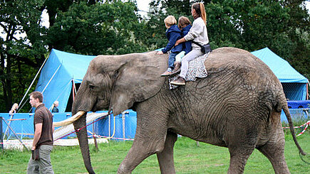 Elefantenreiten ist Tierquälerei